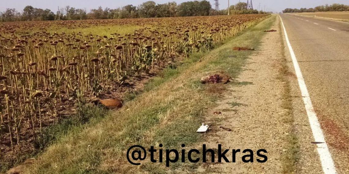 Семь кабанов погибли в ДТП на трассе в Кавказском районе Кубани