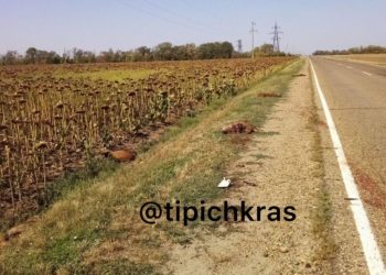 Семь кабанов погибли в ДТП на трассе в Кавказском районе Кубани