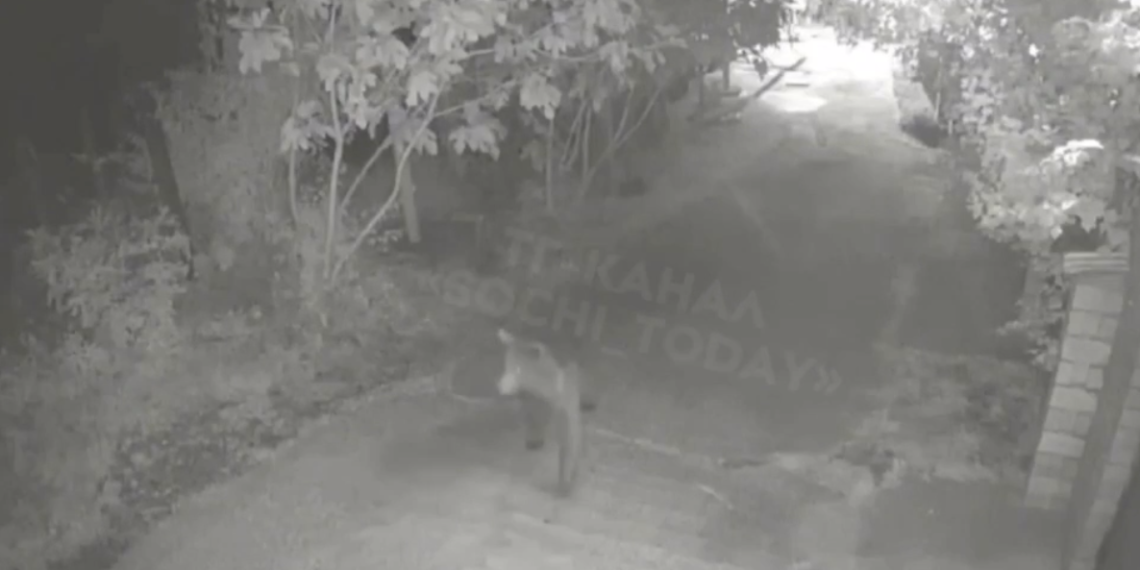 В Сочи ночью по улице носилась медведица с медвежатами