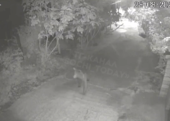 В Сочи ночью по улице носилась медведица с медвежатами