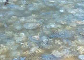 Побережье Азовского моря в Краснодарском крае завалено медузами