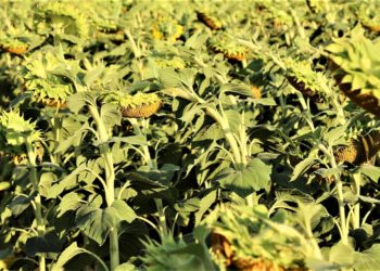 Кондратьев: на Кубани уберут подсолнечник с площади более 485 тысяч гектаров