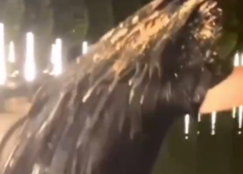 В Краснодаре в парке Галицкого парня осыпали мукой с головы до ног