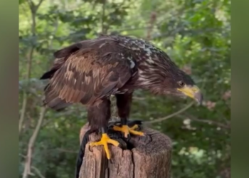 В Сочи прошел рейд против уличных «живодеров»