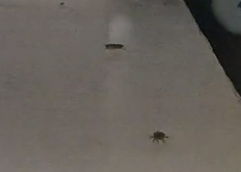 На Кубани проверят информацию о тараканах в детской больнице