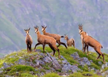 На курорте «Роза Хутор» внедрили новые меры по сохранению биоразнообразия в горах