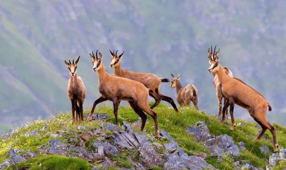 На курорте «Роза Хутор» внедрили новые меры по сохранению биоразнообразия в горах
