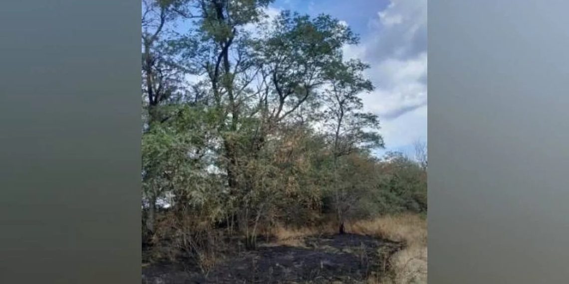 «Сухие грозы» уничтожило часть деревьев на территории заказника «Красная горка»