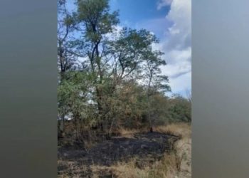 «Сухие грозы» уничтожило часть деревьев на территории заказника «Красная горка»