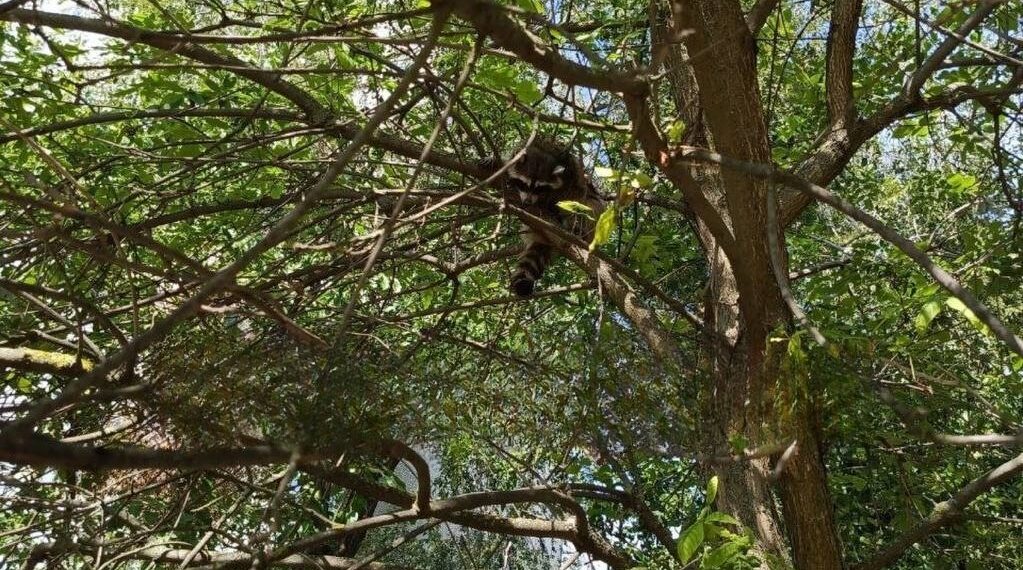 В Краснодаре на дереве сидел потесненный новостройками крошка-енот
