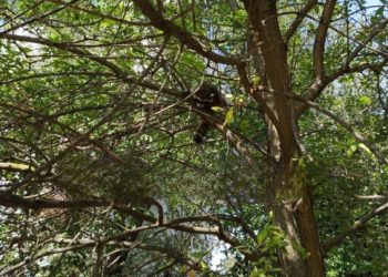 В Краснодаре на дереве сидел потесненный новостройками крошка-енот