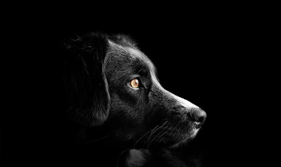 Дачники в пригороде Новороссийска выставили своих собак на улицу