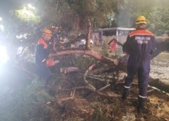 В Сочи упали три дерева в ночь на 17 сентября