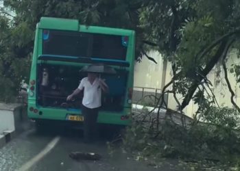 В Сочи дерево рухнуло на проезжающий автобус с людьми