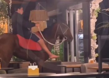 В Сочи пьяный мужчина на лошади ворвался в кафе