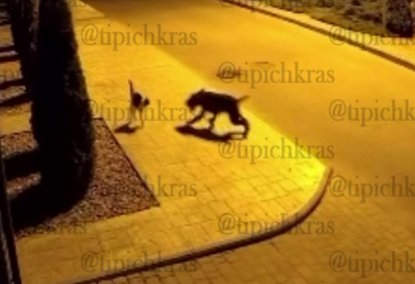 В Краснодаре пес загрыз домашнего кота по кличке Мор на глазах у своего хозяина