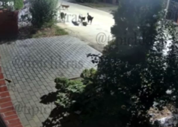 Стая бездомных собак разодрала домашнюю кошку в краснодарском КП “Бавария”