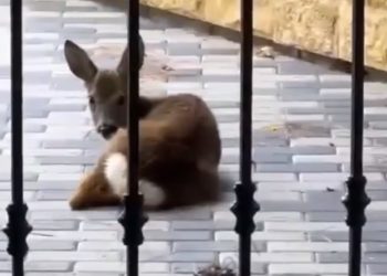 Житель Геленджика встретил перед своими воротами лань