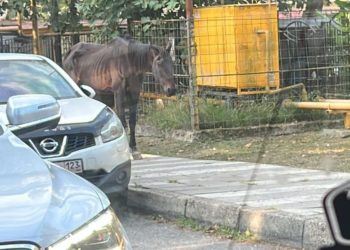 По сочинскому Дагомысу бродит изнеможенная лошадь с торчащими ребрами