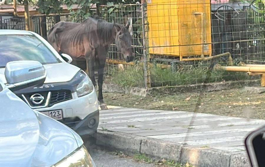 По сочинскому Дагомысу бродит изнеможенная лошадь с торчащими ребрами