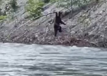 В Сочи медвежонок встал на задние лапы перед туристами