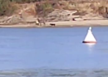 В Краснодаре стая собак неделю гоняет оленя