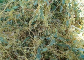 Опасный сорняк оккупировал территории Щербиновского района Кубани