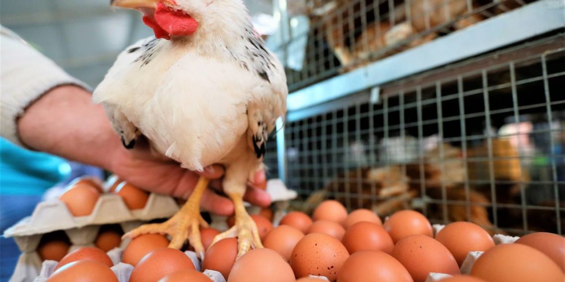 Краснодарский край лидировал в производстве мяса птицы и яиц на юге России