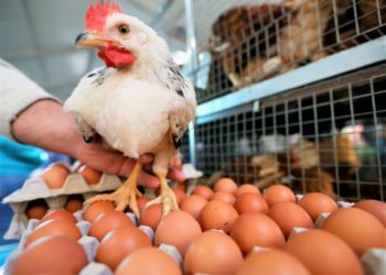 Краснодарский край лидировал в производстве мяса птицы и яиц на юге России