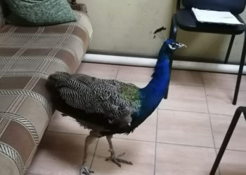 Зоофотографа с павлином без лицензии задержали полицейские Анапы