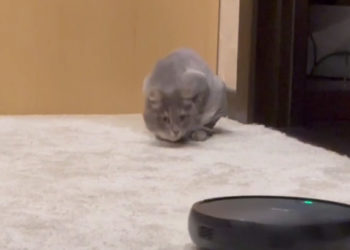 Рыжий из «Иванушек» показал встречу своего кота с роботом-пылесосом в Сочи