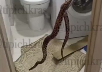 В Краснодаре питон через унитаз забрался в квартиру на третьем этаже