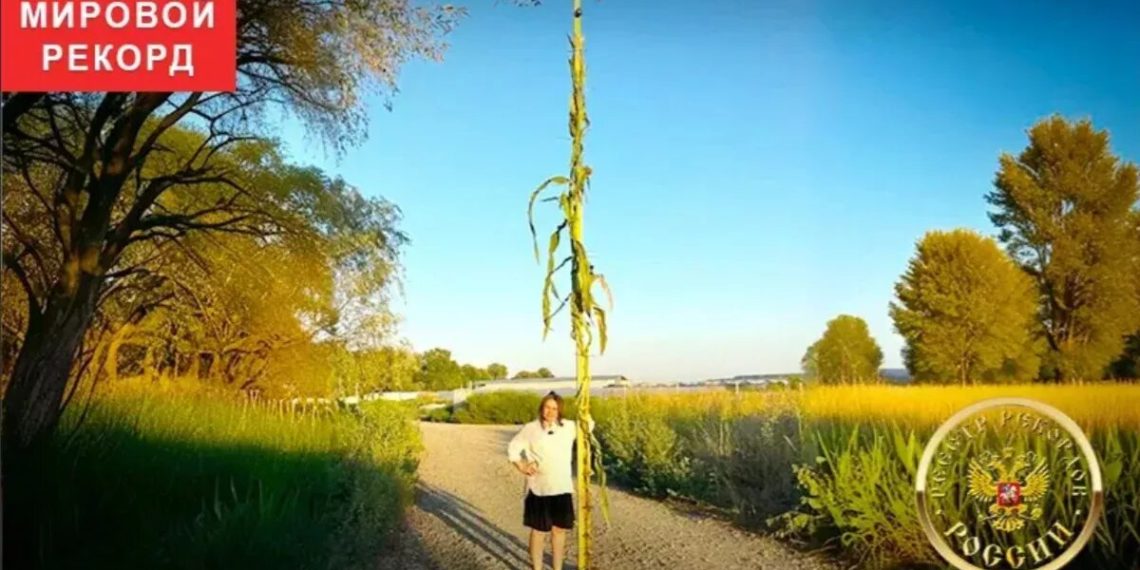 Есть рекорд: почти пятиметровую кукурузу вырастила фермер из Краснодарского края 