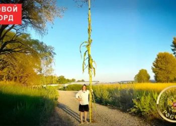 Есть рекорд: почти пятиметровую кукурузу вырастила фермер из Краснодарского края 