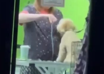 В Краснодаре собачий парикмахер била животных