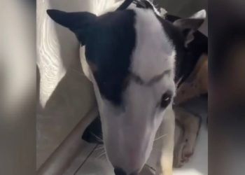 В Краснодаре женщина чуть не задушила собаку из-за ненависти к иностранцам