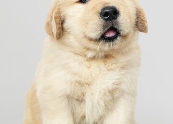 В сочинском поселке щенку отрубили хвост и выбросили на улицу