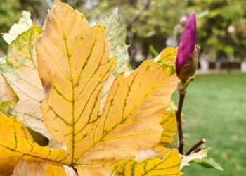 В Горячем Ключе уде второй раз за год цветет магнолия