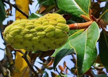 В парке Галицкого в Краснодаре созрели необычные плоды магнолии Грандифлора