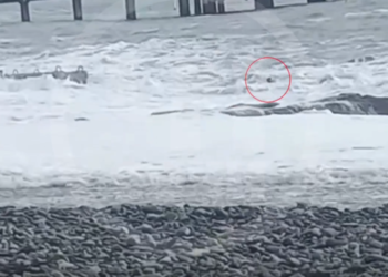 В Сочи отдыхающие снимали на камеру, как в бушующем море тонул бздых