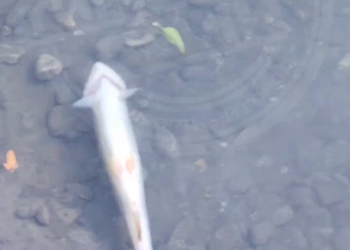 Массовый мор рыбы произошел в горной реке Сочи 