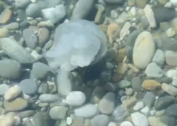 Гигантская медуза-корнерот переполошила отдыхающих в Сочи