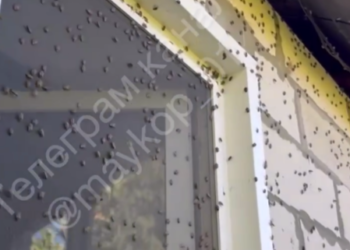 Полчища мраморных клопов атаковали жилища жителей Кубани и Адыгеи
