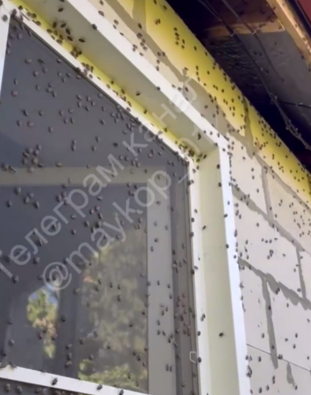 Полчища мраморных клопов атаковали жилища жителей Кубани и Адыгеи
