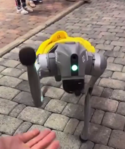 Будущее наступило: в Сочи посетителей Красной Поляны приветствует робопес