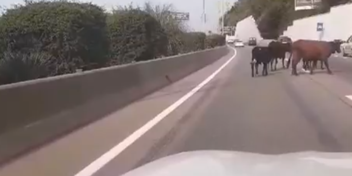 В Сочи прогнали тусовавшихся на федеральной трассе телок