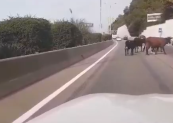 В Сочи прогнали тусовавшихся на федеральной трассе телок