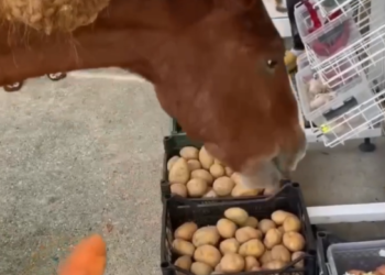 В Сочи сняли на видео, как голодные лошади сметают с прилавков продукты
