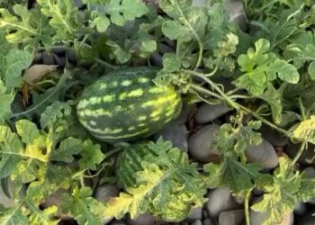 На пляже под Новороссийском среди гальки выросли арбузы в октябре