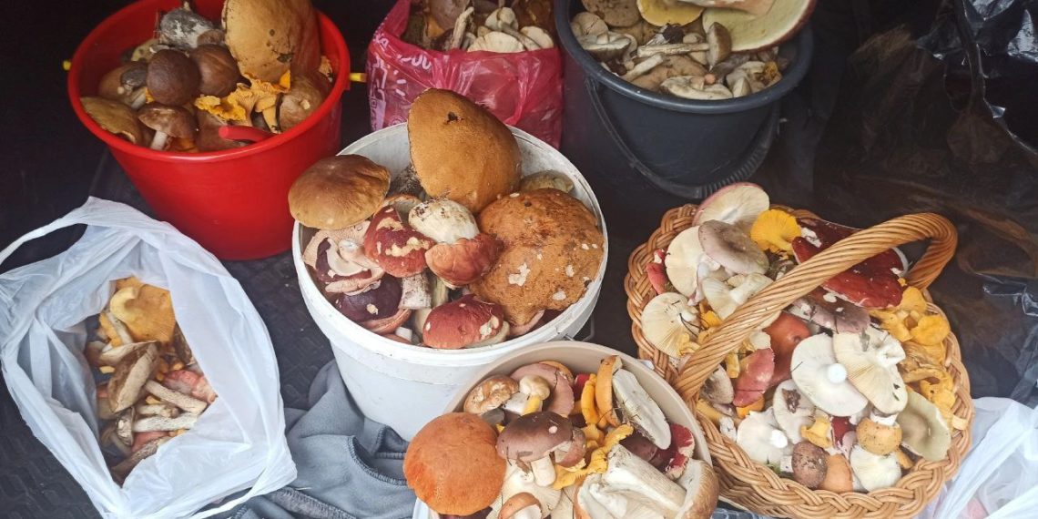 В Сочи белые наступают: грибной сезон в самом разгаре